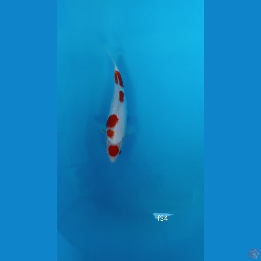 KOHAKU
