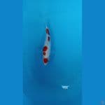 KOHAKU