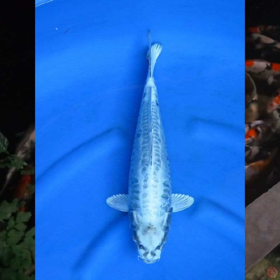37cm , Mukashi Aragoke