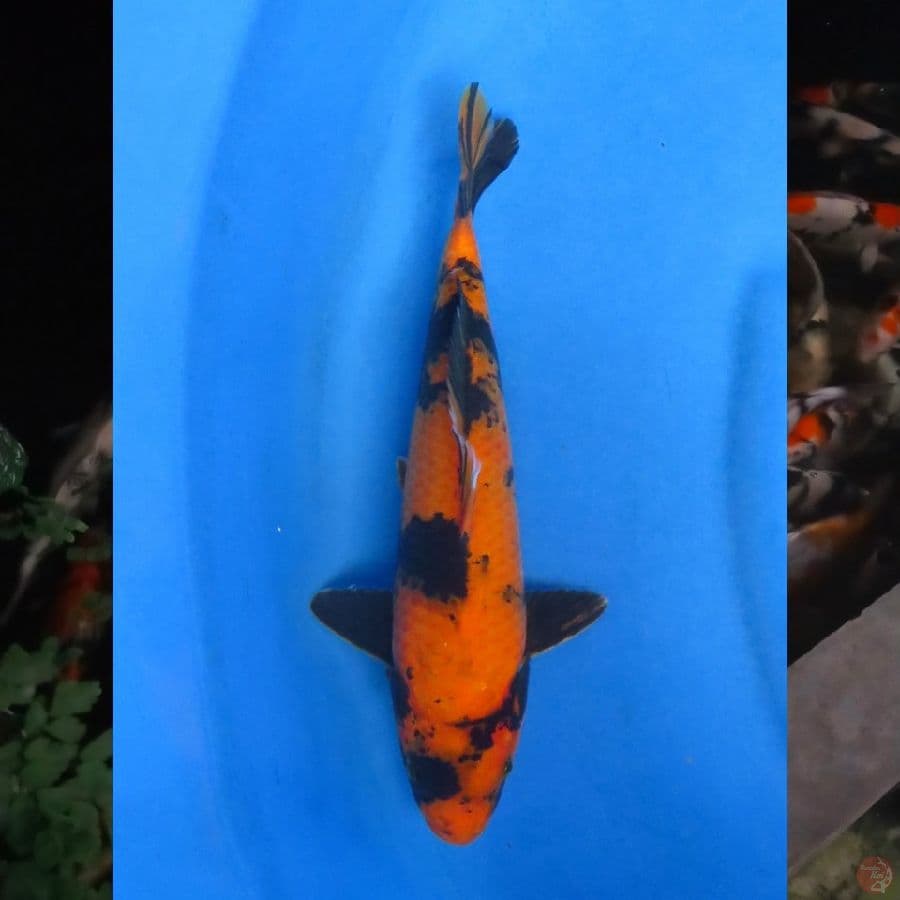 30cm , Hi Utsuri Tembus