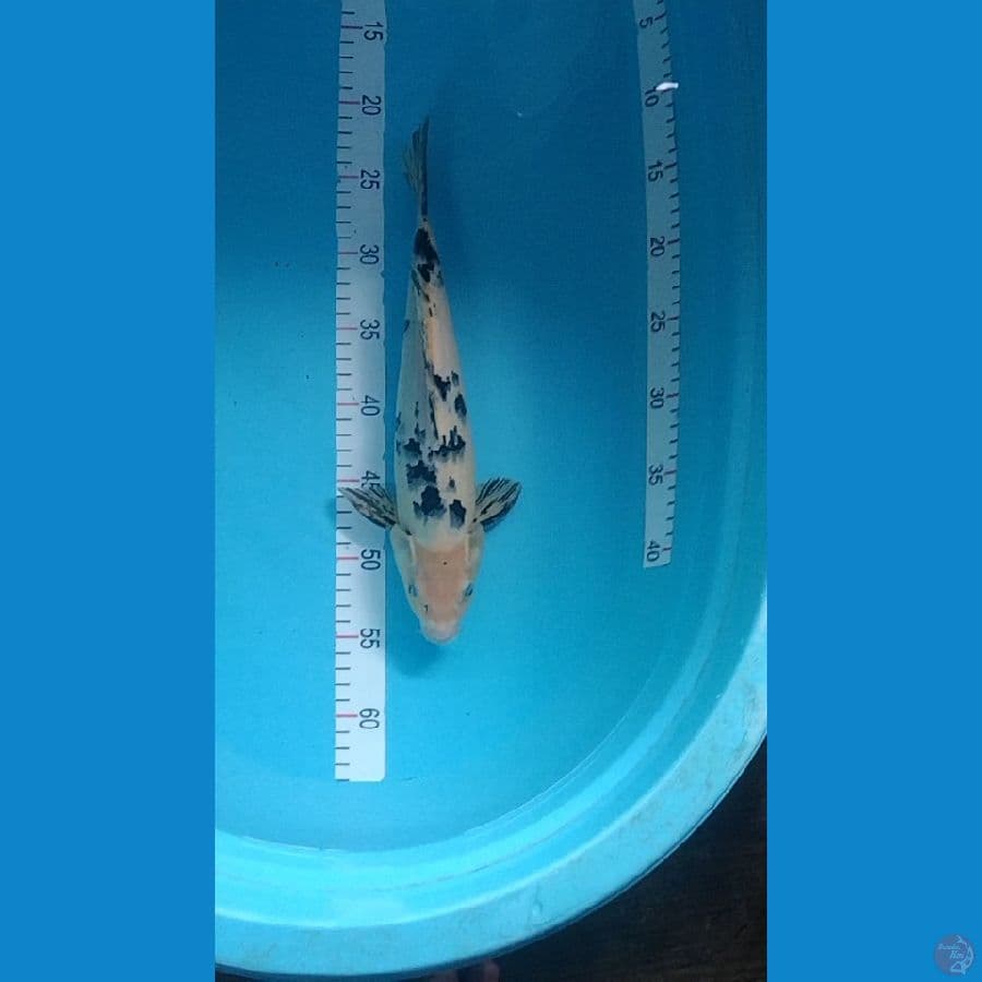 bekko 33cm
