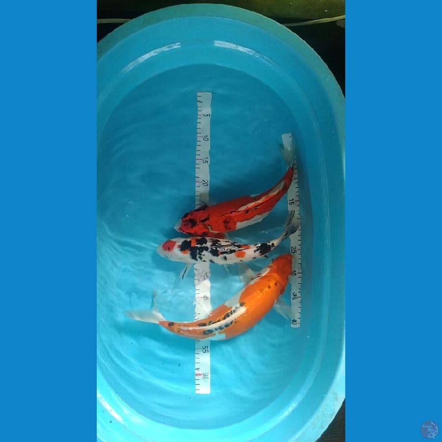 mix 35-40cm 3ekor