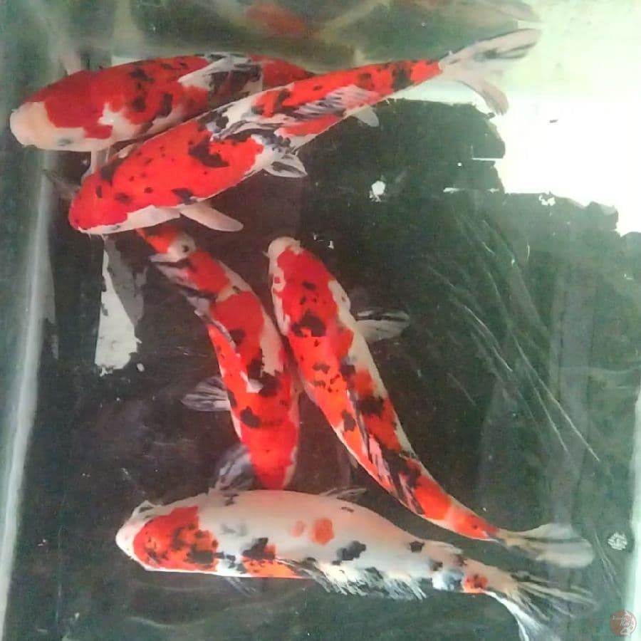 paket sanke red strong 35bu 5ekor
