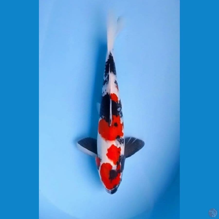 Showa Sanshoku Original 38cm (F)