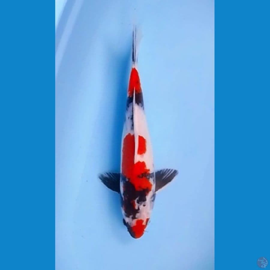 Showa Sanshoku 38cm (F)