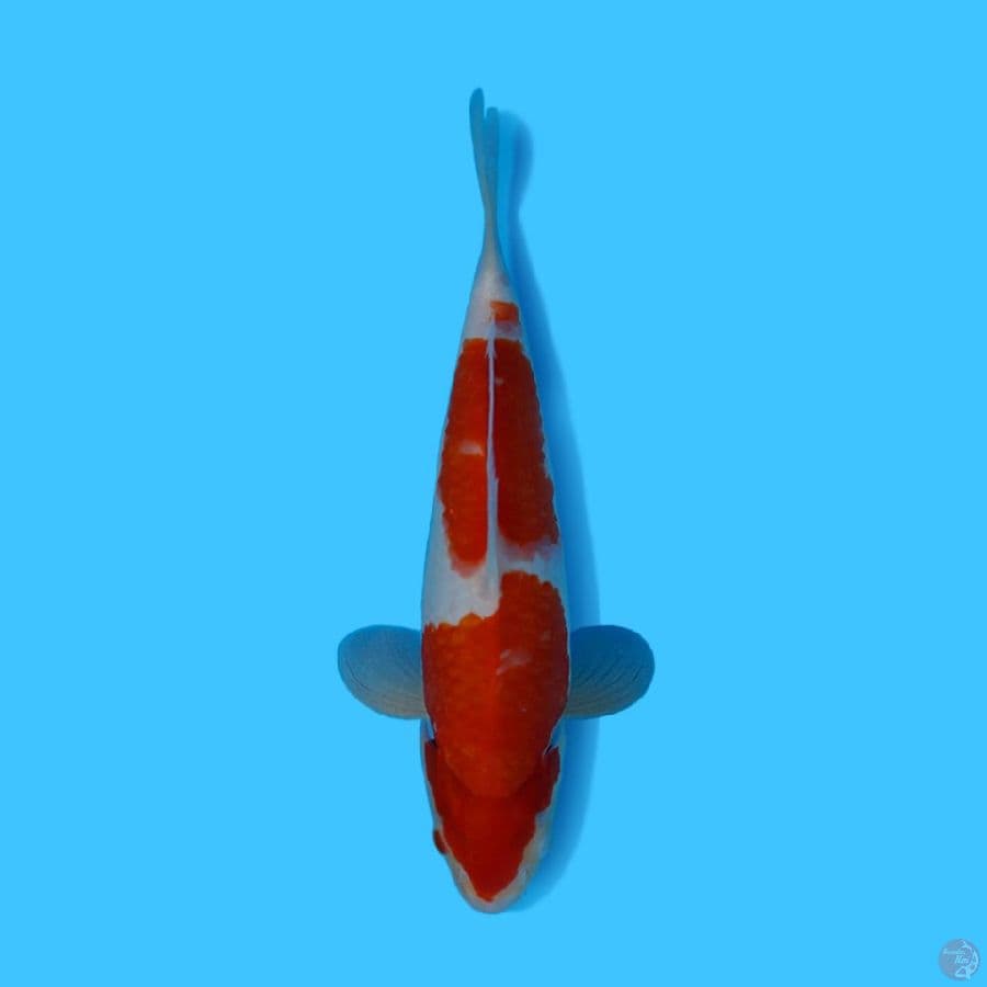 KOHAKU 33CM - FEMALE