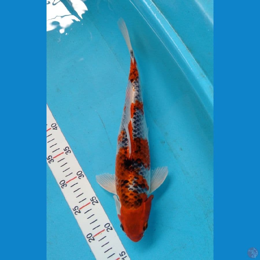 Ghosiki F37cm