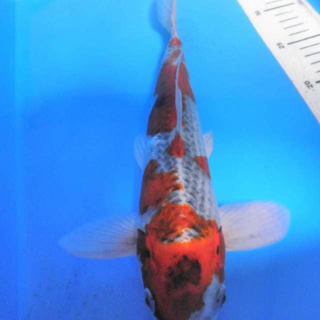 KUJAKU, panjang 30 cm