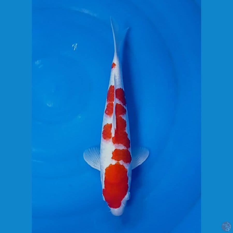 TM.kohaku 34 cm 