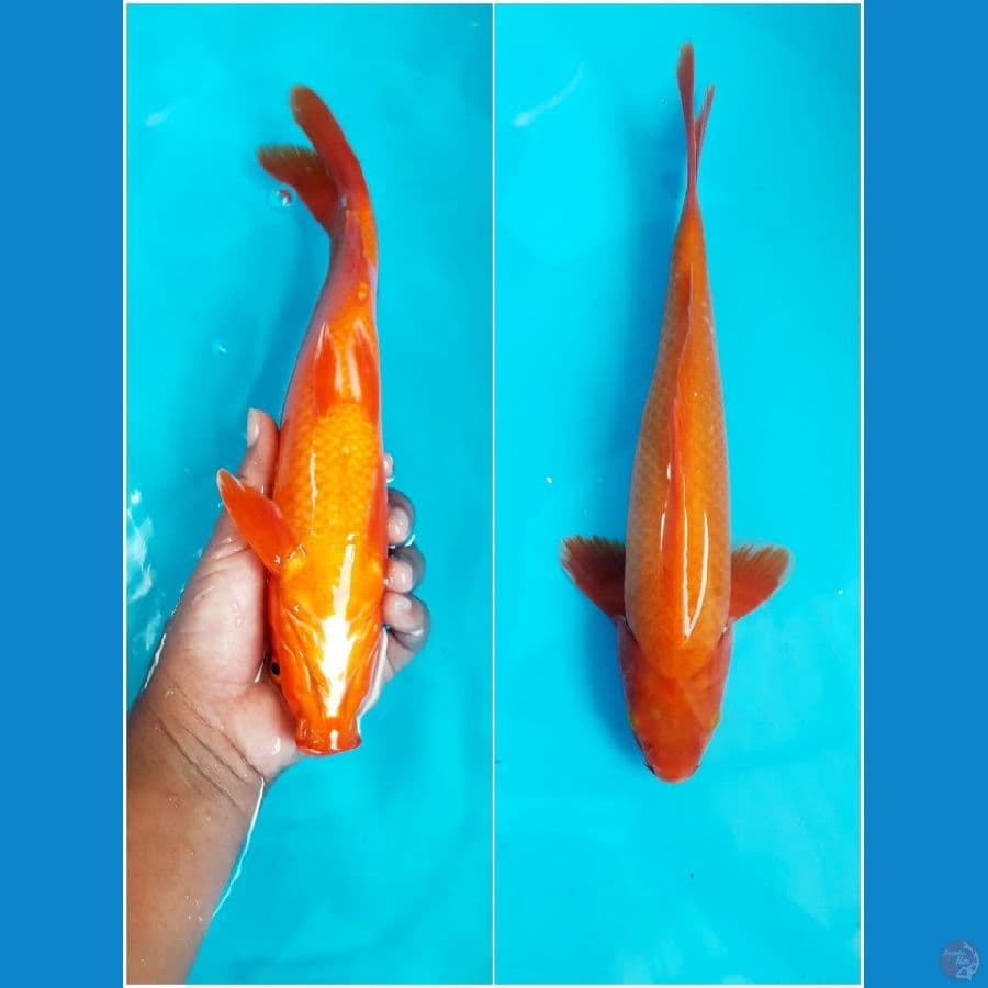 Benigoi 30 Cm tembus bawah