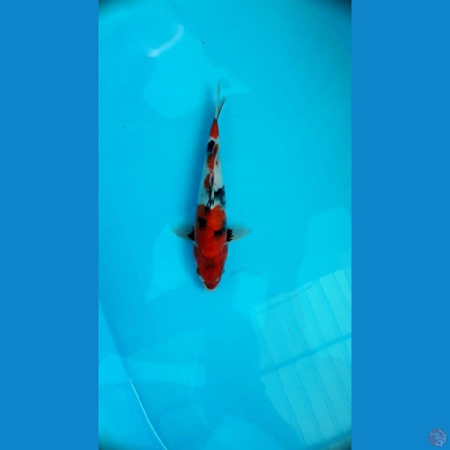 Showa 27 Cm