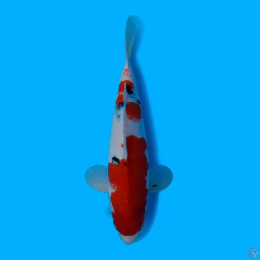 SANKE 32CM - FEMALE