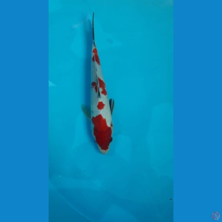 Showa 27 Cm