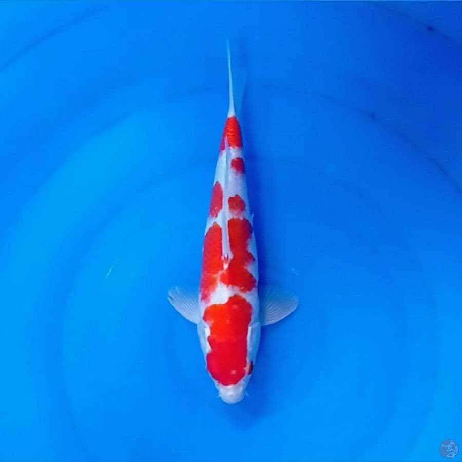 29 cm
