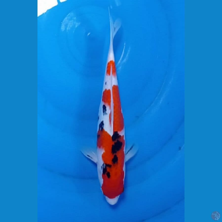 30 cm 