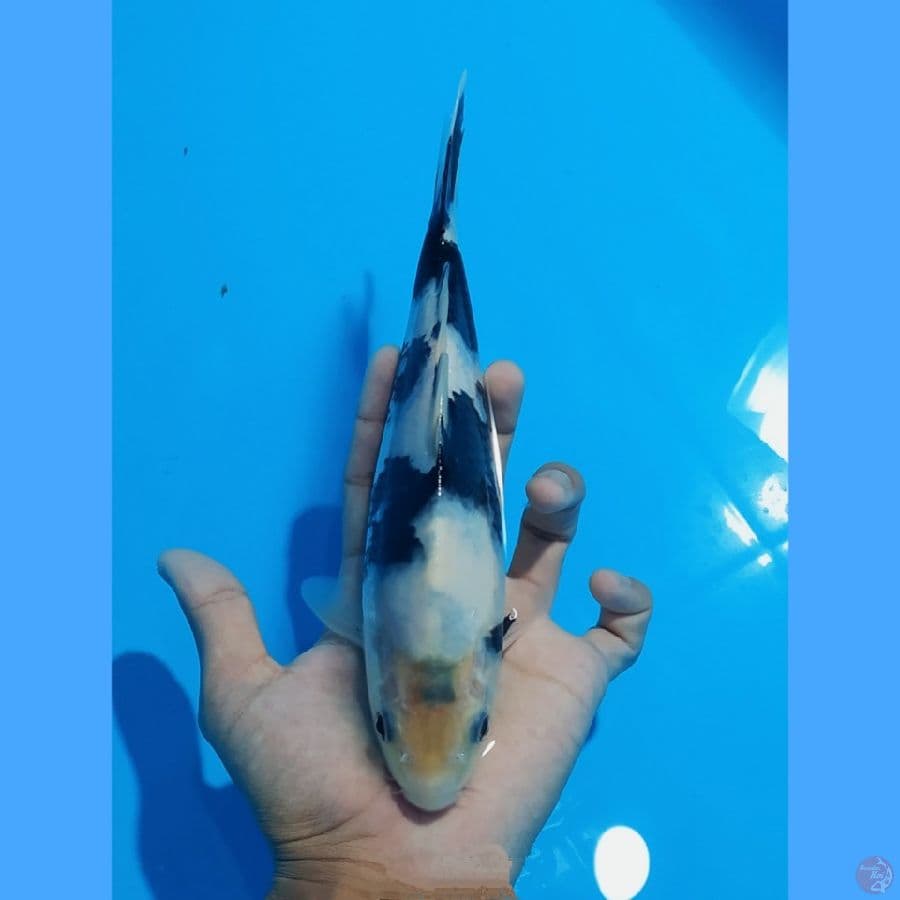 SHIRO UTSURI 24CM - Ready Show