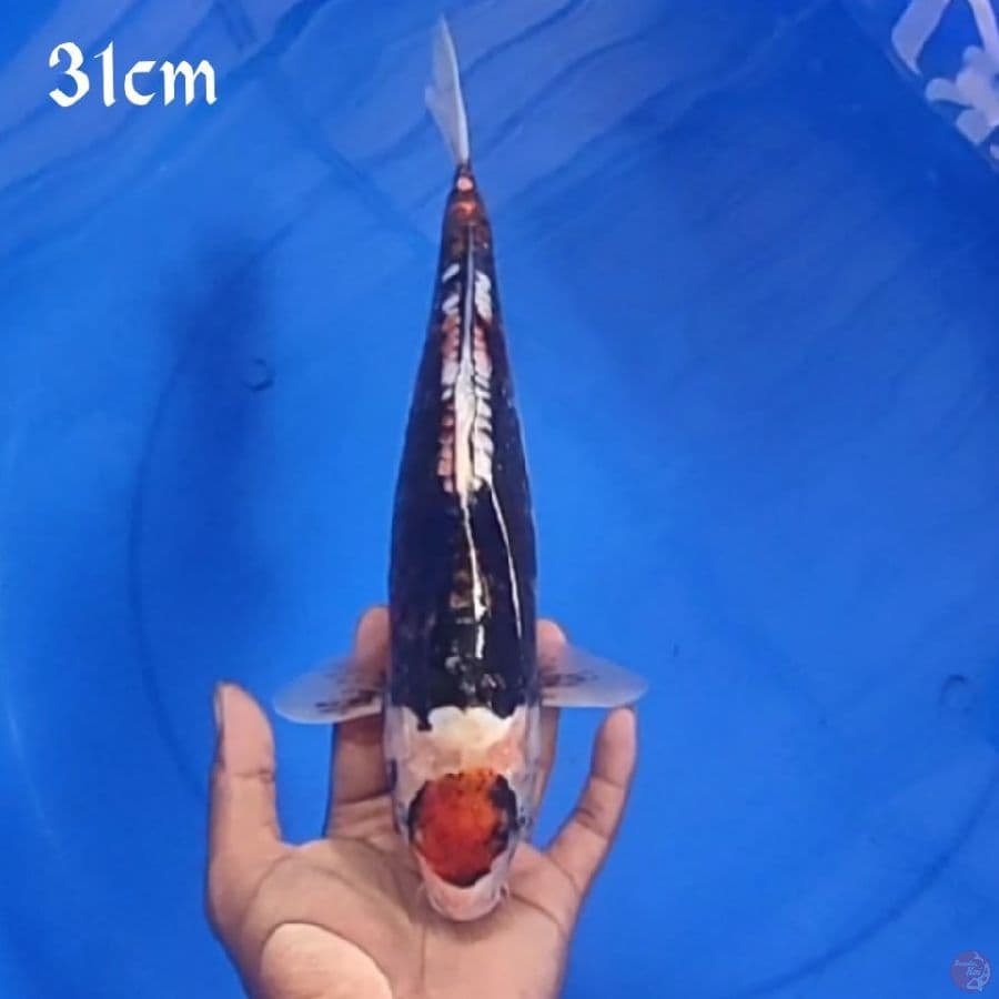 TANCO KUMON 31cm