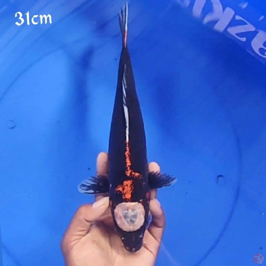 TANCO KUMON 31CM