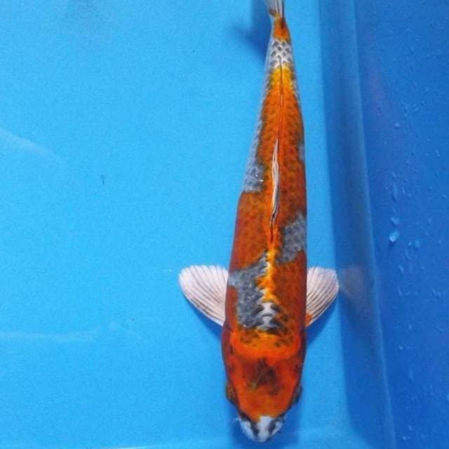 KUJAKAU, panjang 32 cm