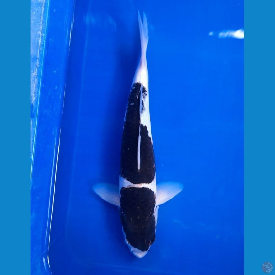 goromo 30cm