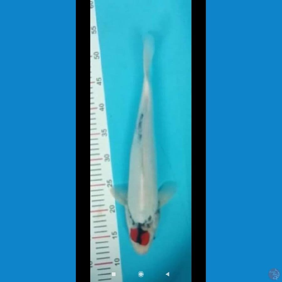Tancho showa 40cm