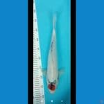 Tancho showa 40cm