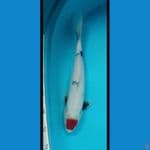 Tancho Showa 38cm