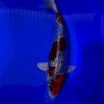 Gosiki ginrin 35cm
