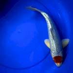 Tc gosiki ginrin 30cm