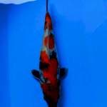 Showa 39cm