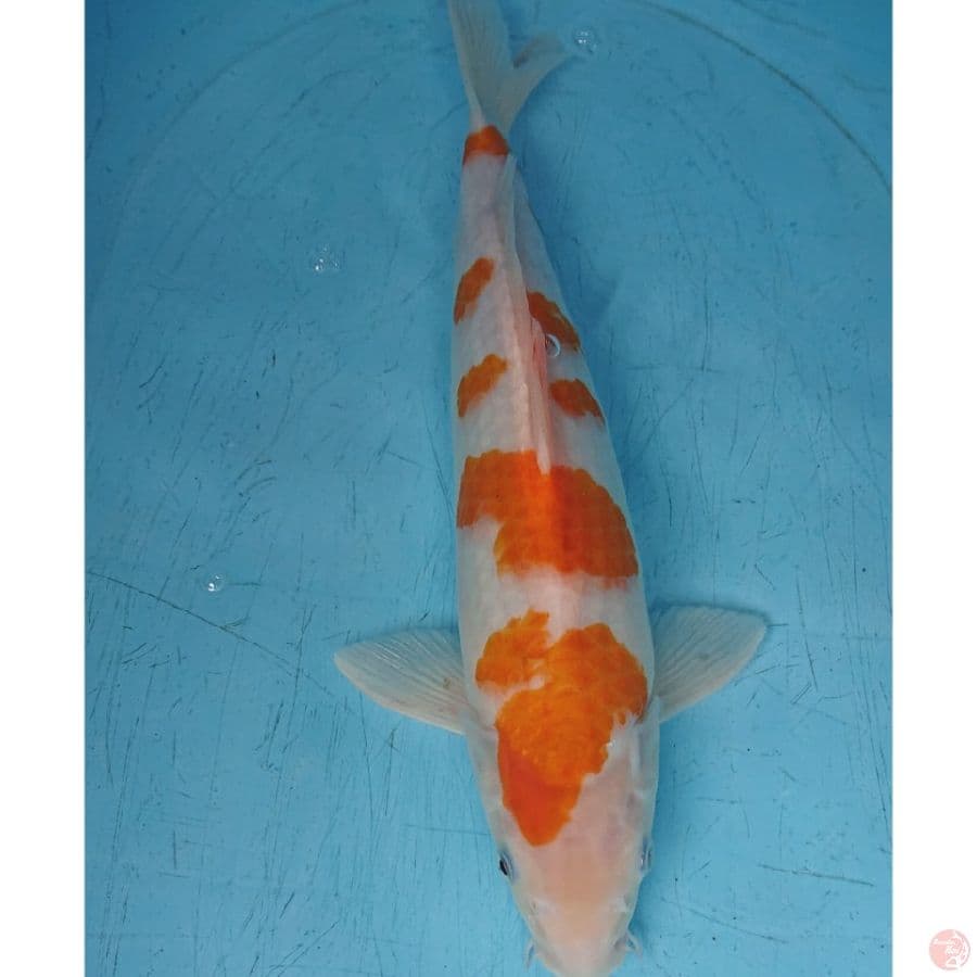KOYO 43 CM