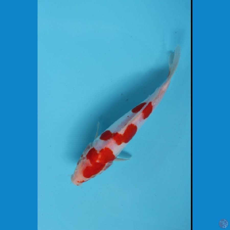 kohaku doitsu