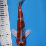 KUJAKU, panjang 29 cm