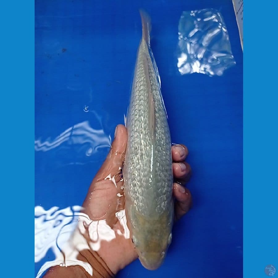 soragoi gindrin 30 cm
