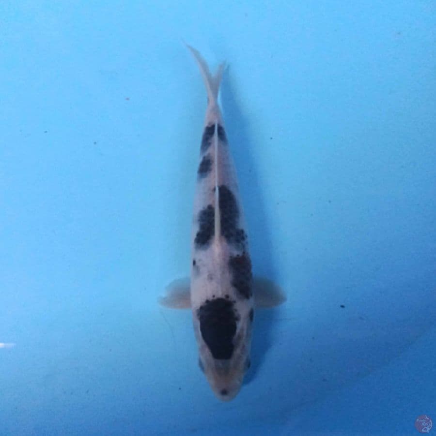 GOROMO 21CM 