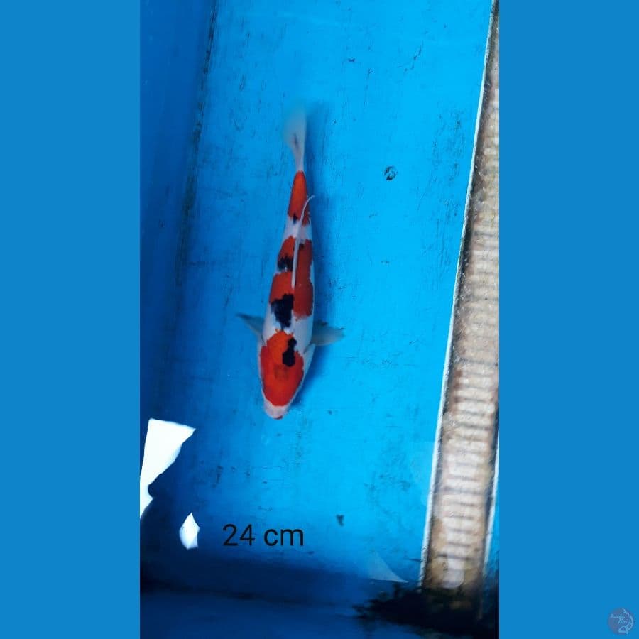 sanke 24 cm