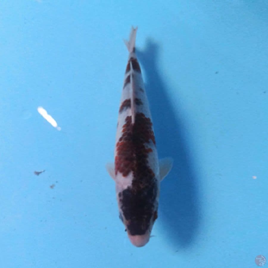 GOROMO 20cm