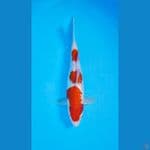 KOHAKU GINRIN SQ 30bu