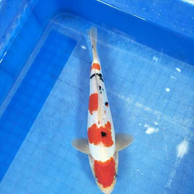 A-Sanke Doitsu murni