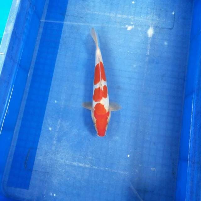 A-kohaku