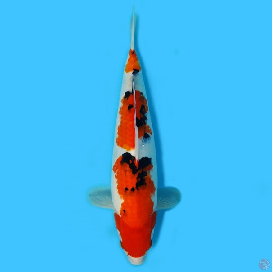 Sanke 31cm HQ ORIGINAL