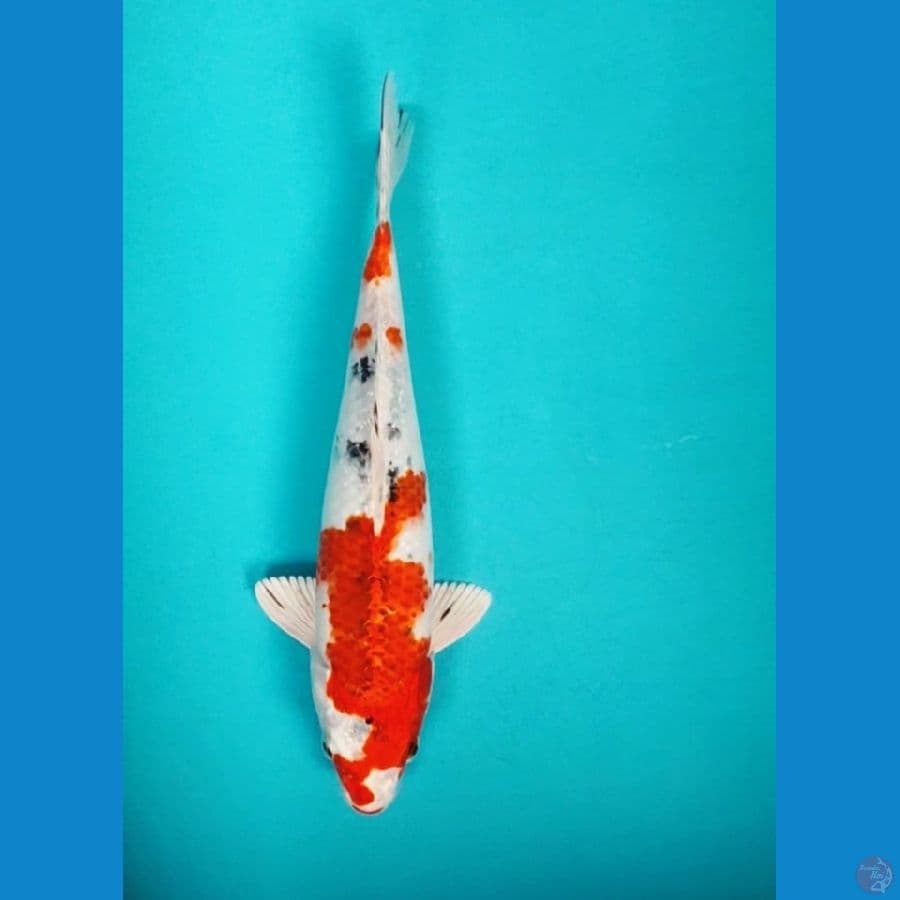 heisei nishiki 27cm
