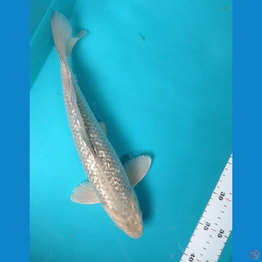 soragoi ginrin 32cm male