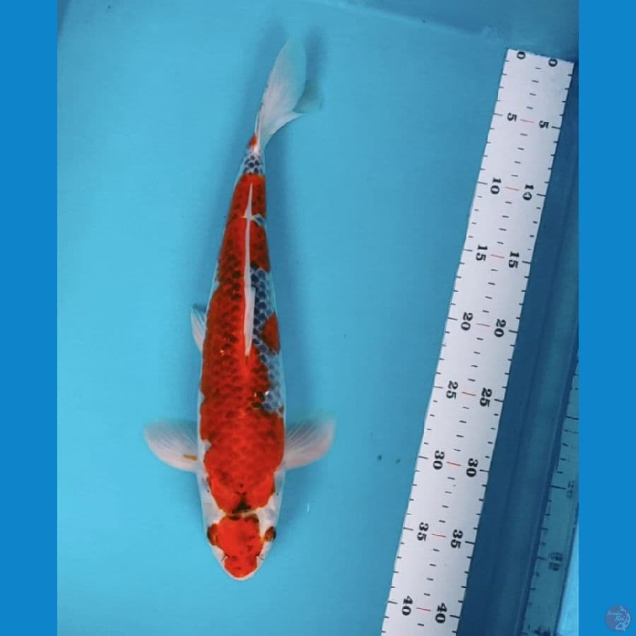maruten goshiki 36cm male