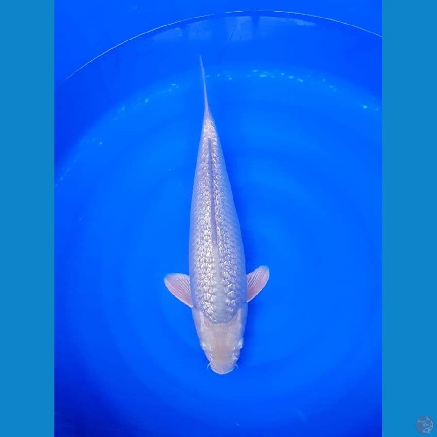 Suragoi fuull ginrin 43cm male