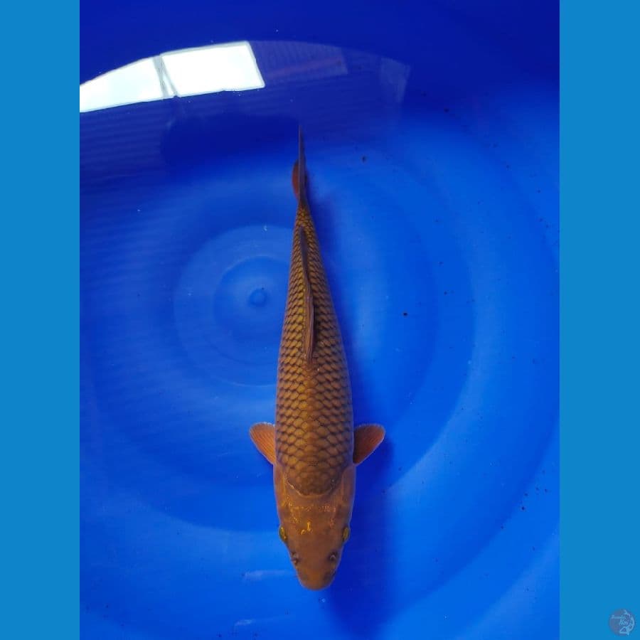 cagoi tembaga male 31cm