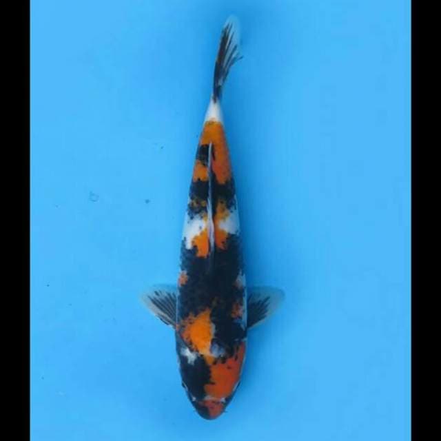 33cm Male - F1 Showa Muda Prospek 