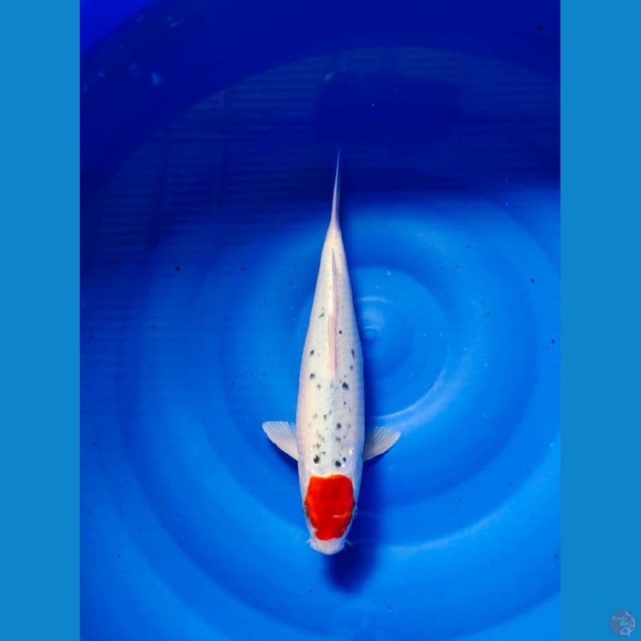 tanco gosiki 31cm