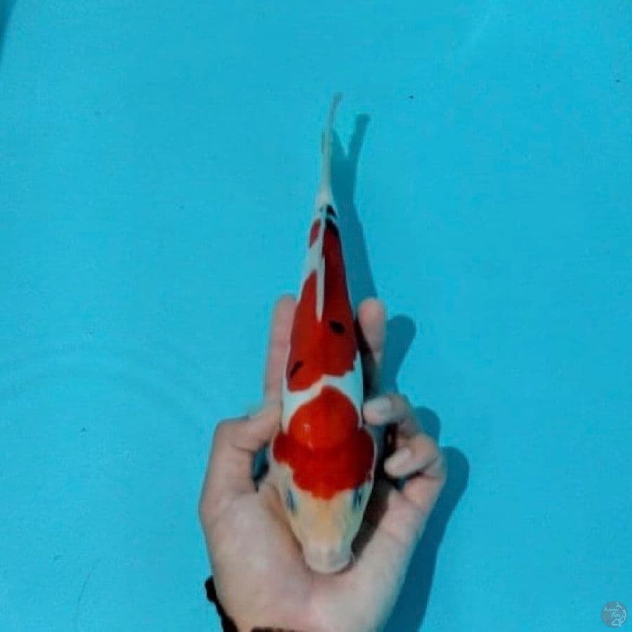doitsu sanke ,23cm