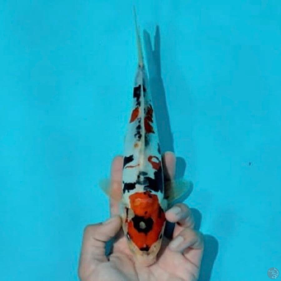 doitsu showa ,23cm